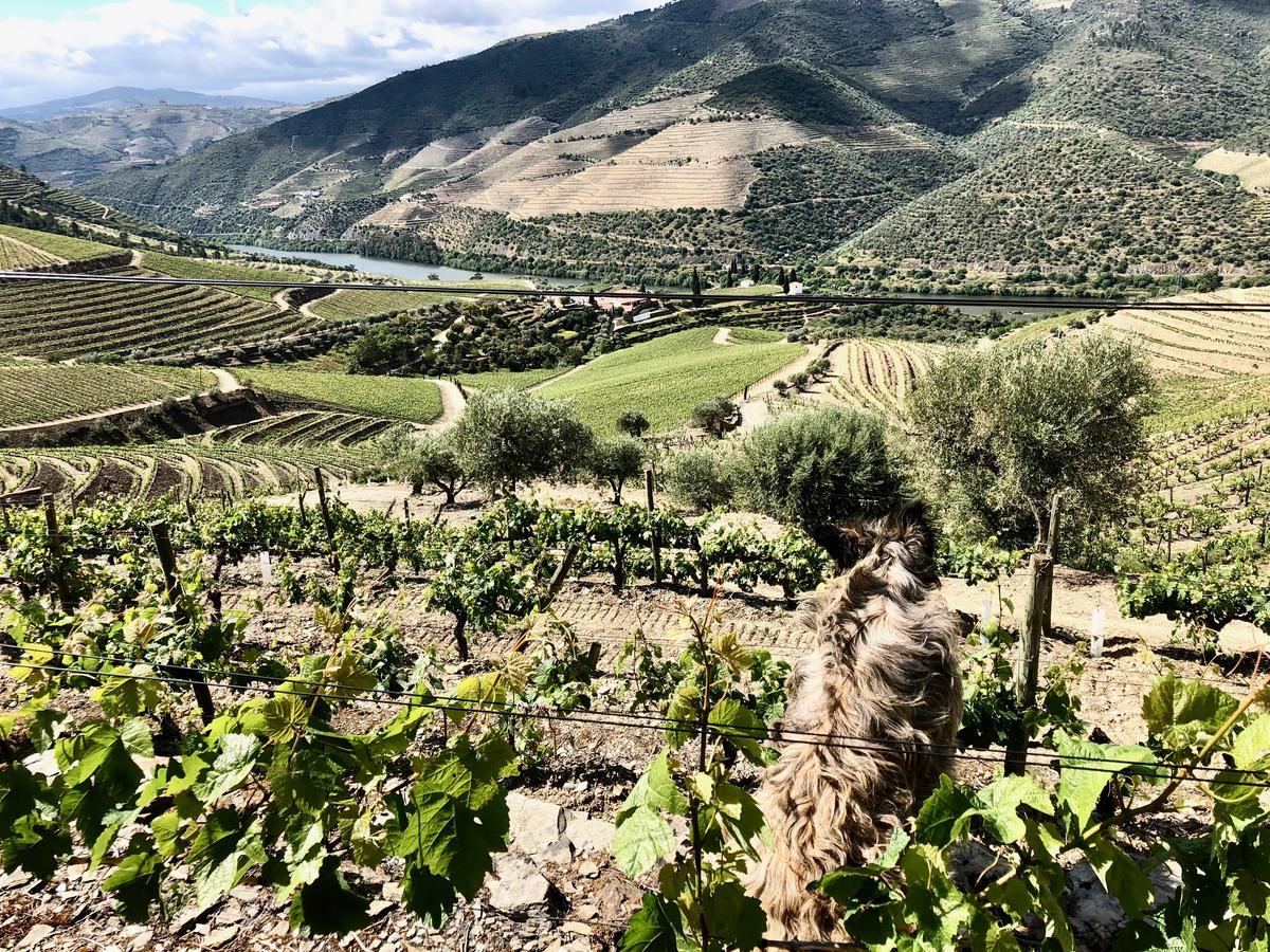 Quinta Da Gricha Hotel Ervedosa do Douro Ngoại thất bức ảnh