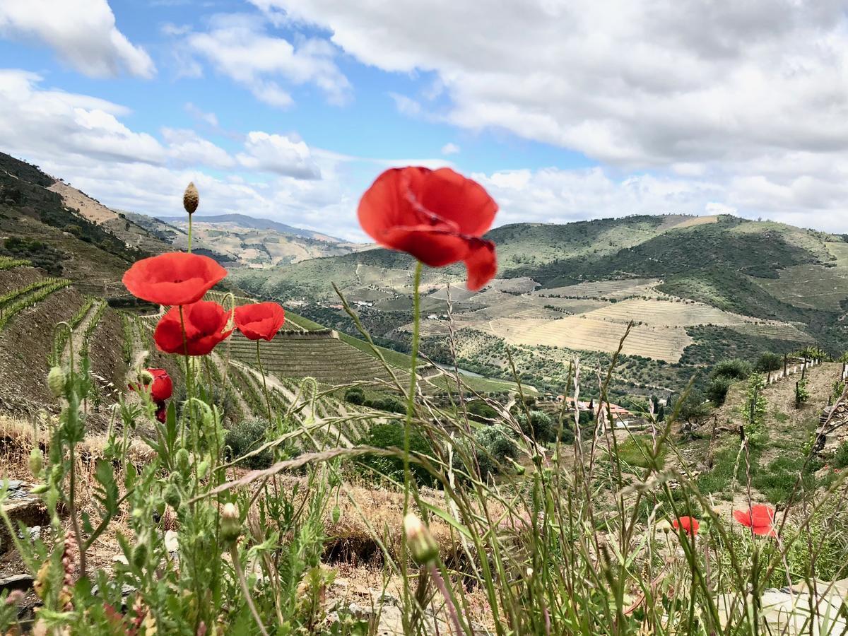 Quinta Da Gricha Hotel Ervedosa do Douro Ngoại thất bức ảnh
